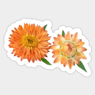 Helichrysum bracteatum 'Nevada Orange' Everlasting flower Sticker